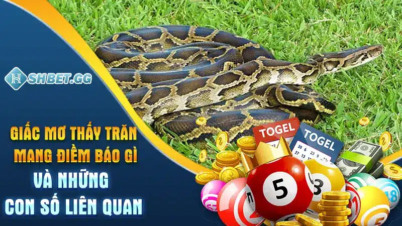 Giấc Mơ Thấy Trăn Mang Điềm Báo Gì Và Những Con Số Liên Quan