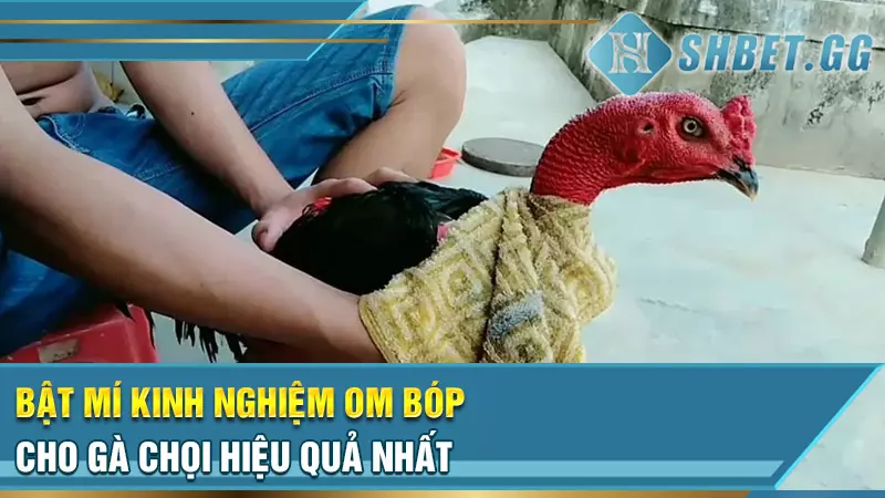 Bật mí kinh nghiệm om bóp cho gà chọi hiệu quả nhất