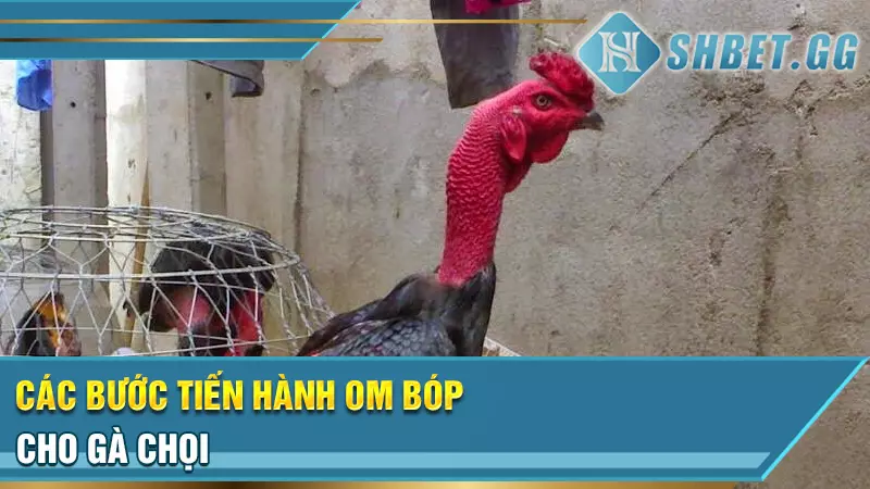 Các bước tiến hành om bóp cho gà chọi