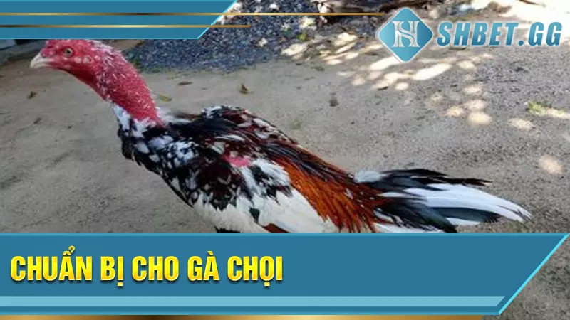 Chuẩn bị cho gà chọi