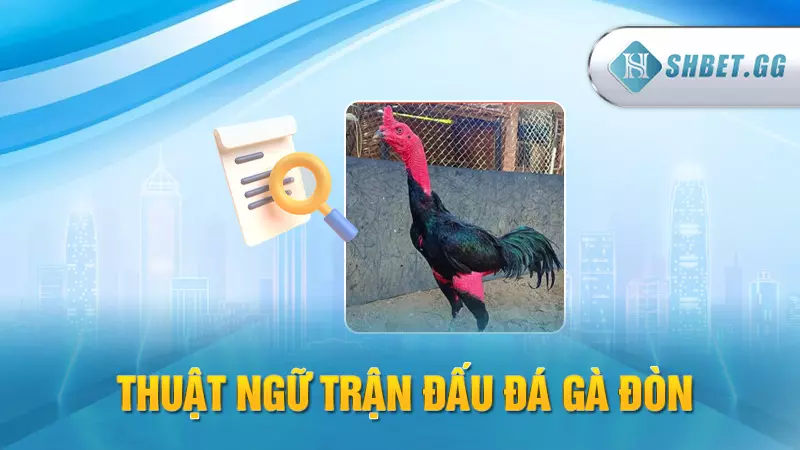 Thuật ngữ trận đấu đá gà đòn