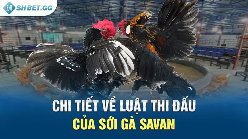 Chi tiết về luật thi đấu của sới gà Savan