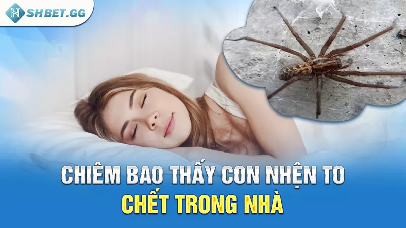 Chiêm bao thấy con nhện to chết trong nhà