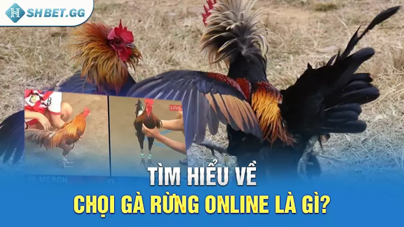 Tìm hiểu về chọi gà rừng online là gì?